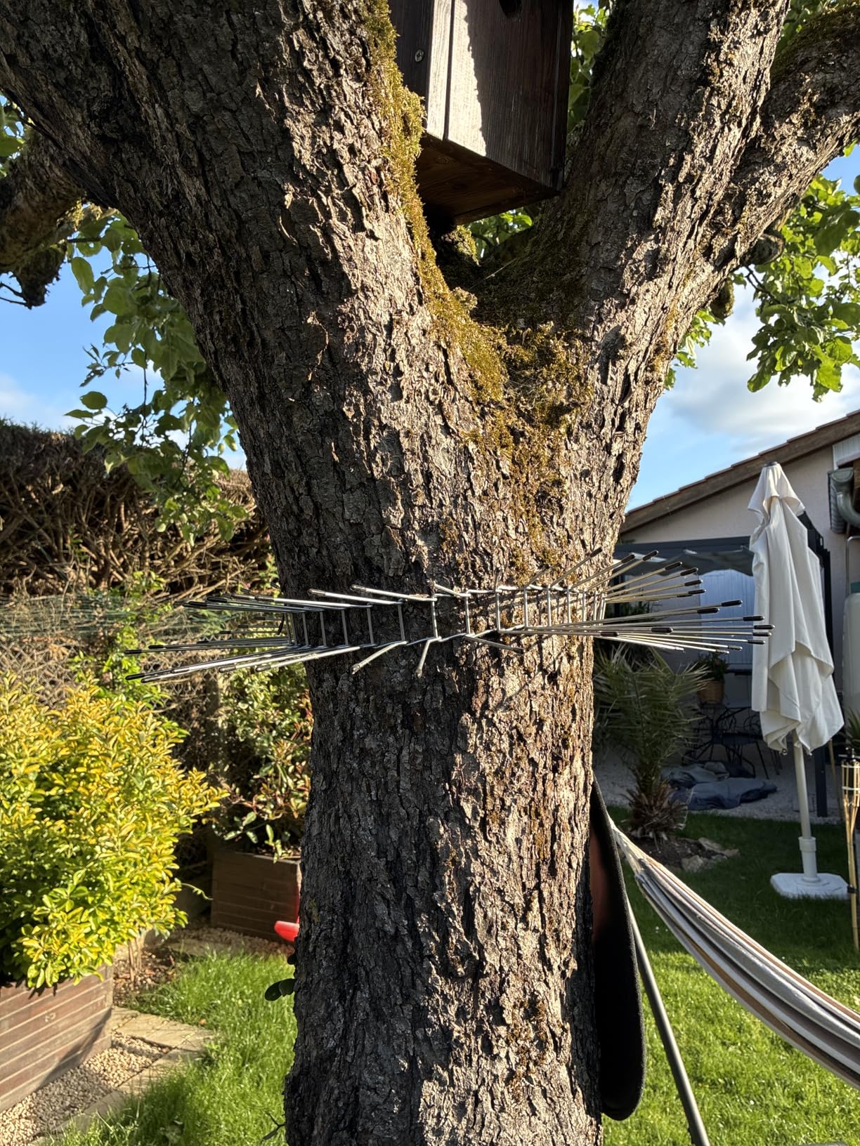 Zwei Bäume geschützt