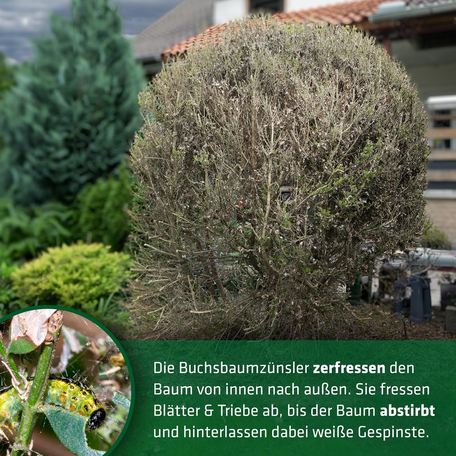 gardigo-klatschigo-buchsbaumz-nsler-falle-180m-pheromon image 6