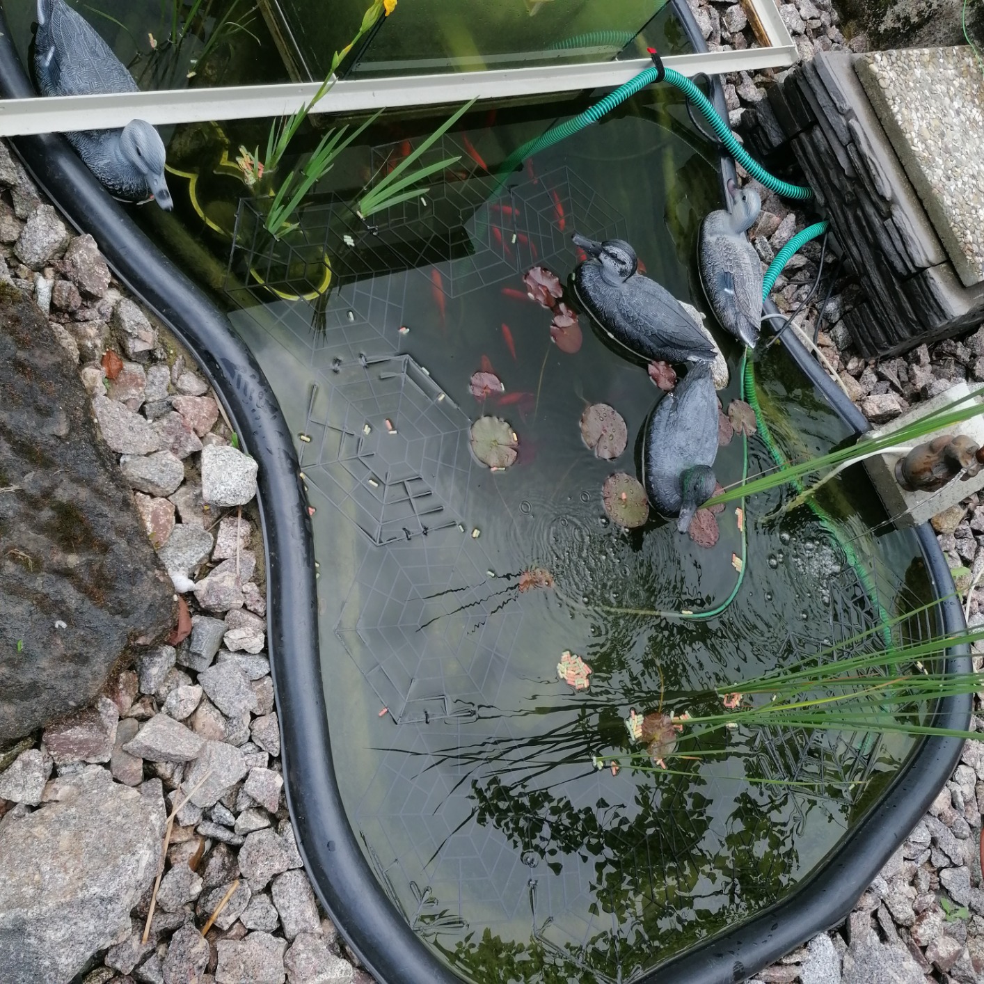 Unsichtbar im Teich