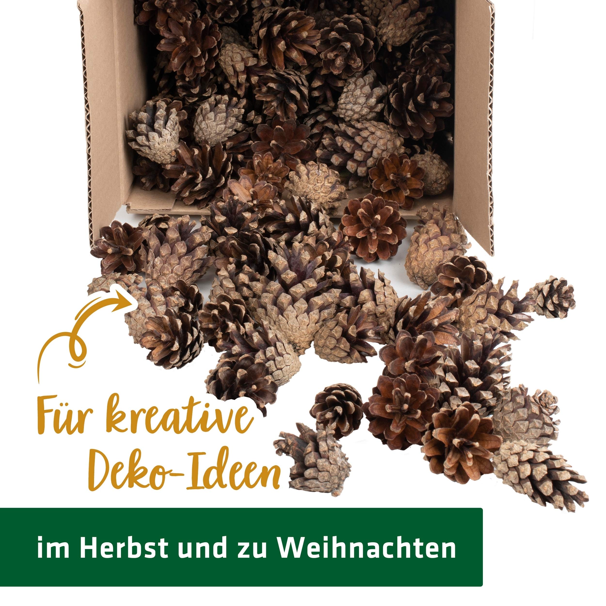 gardigo-gardosi-kiefernzapfen-ca-80-st-ck-deko-und-insektenhotel image 2