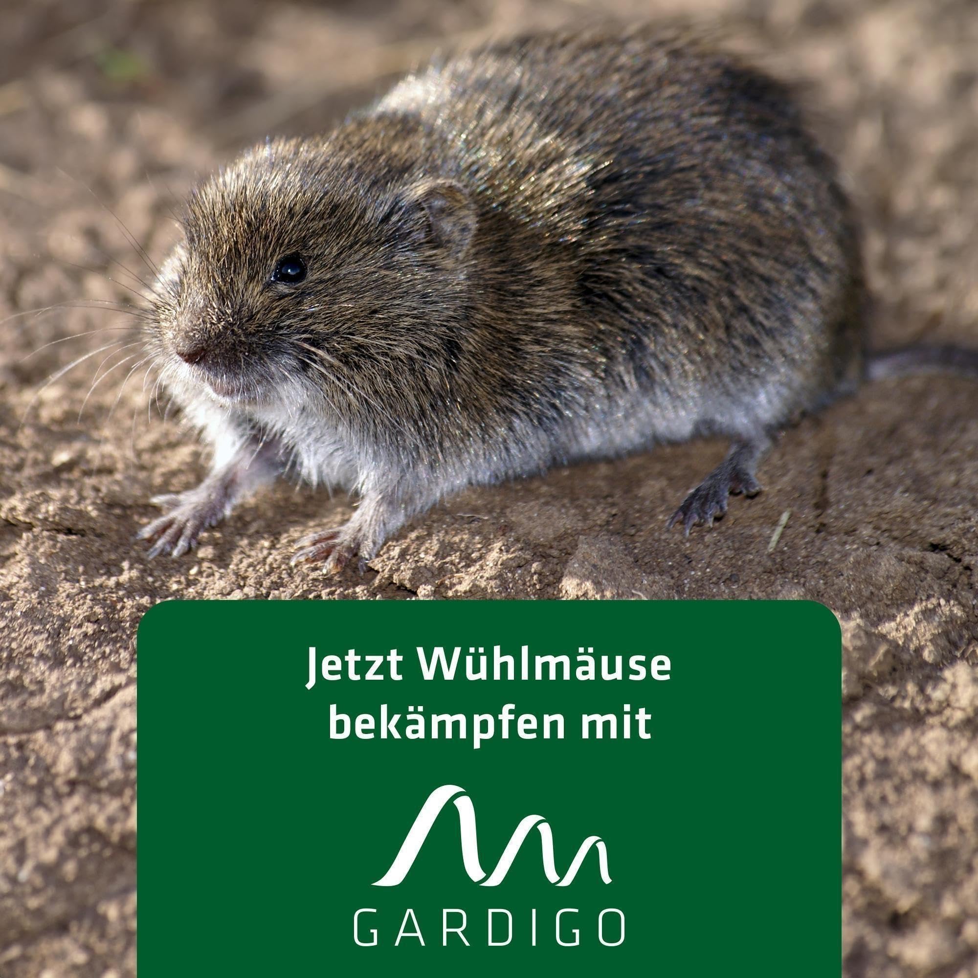 gardigo-m-use-feind-w-hlmausfalle-3er-set-beidseitig image 6