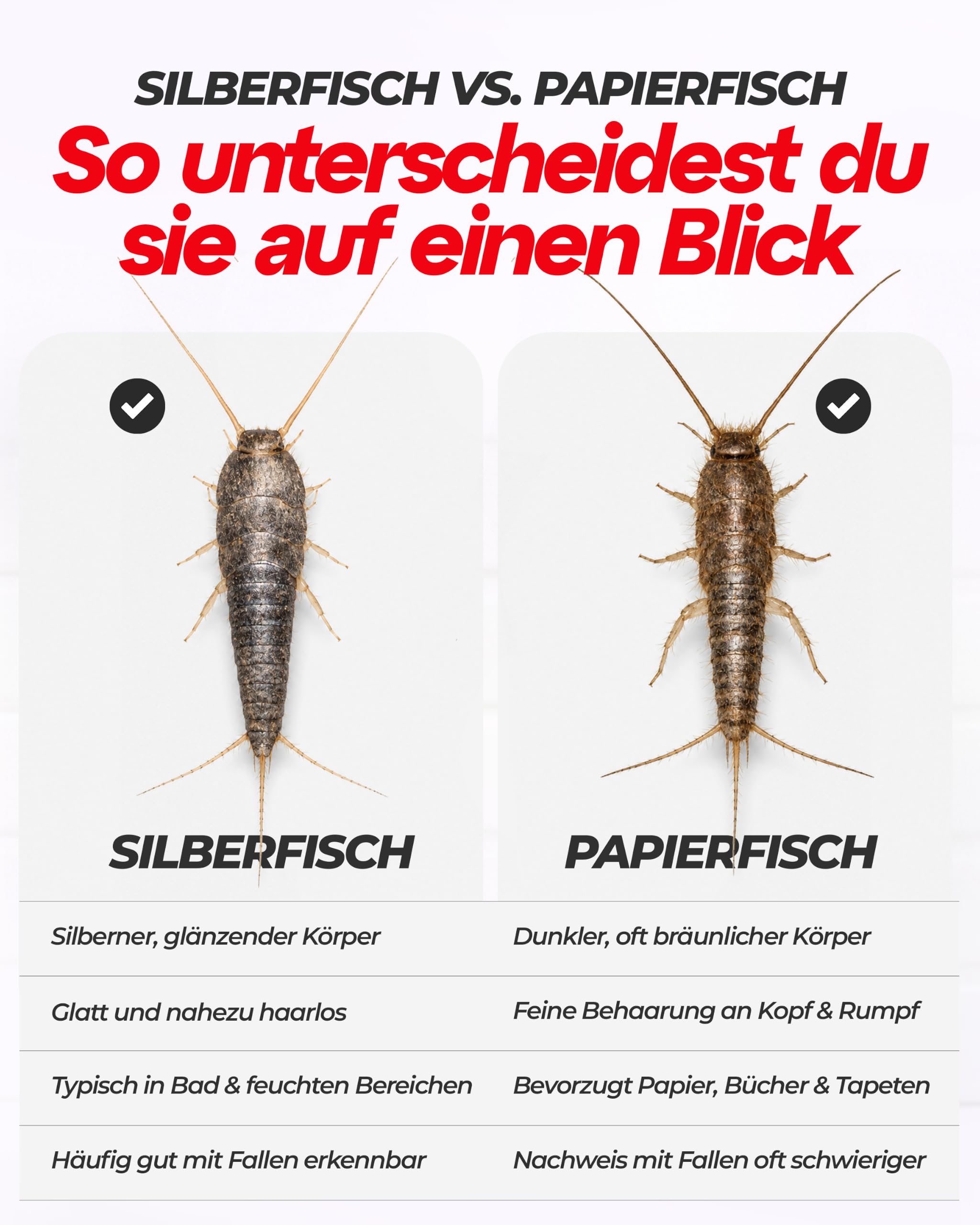 aeroxon-silberfischchen-k-derfalle-klebefalle-10-st-ck-giftfrei image 6