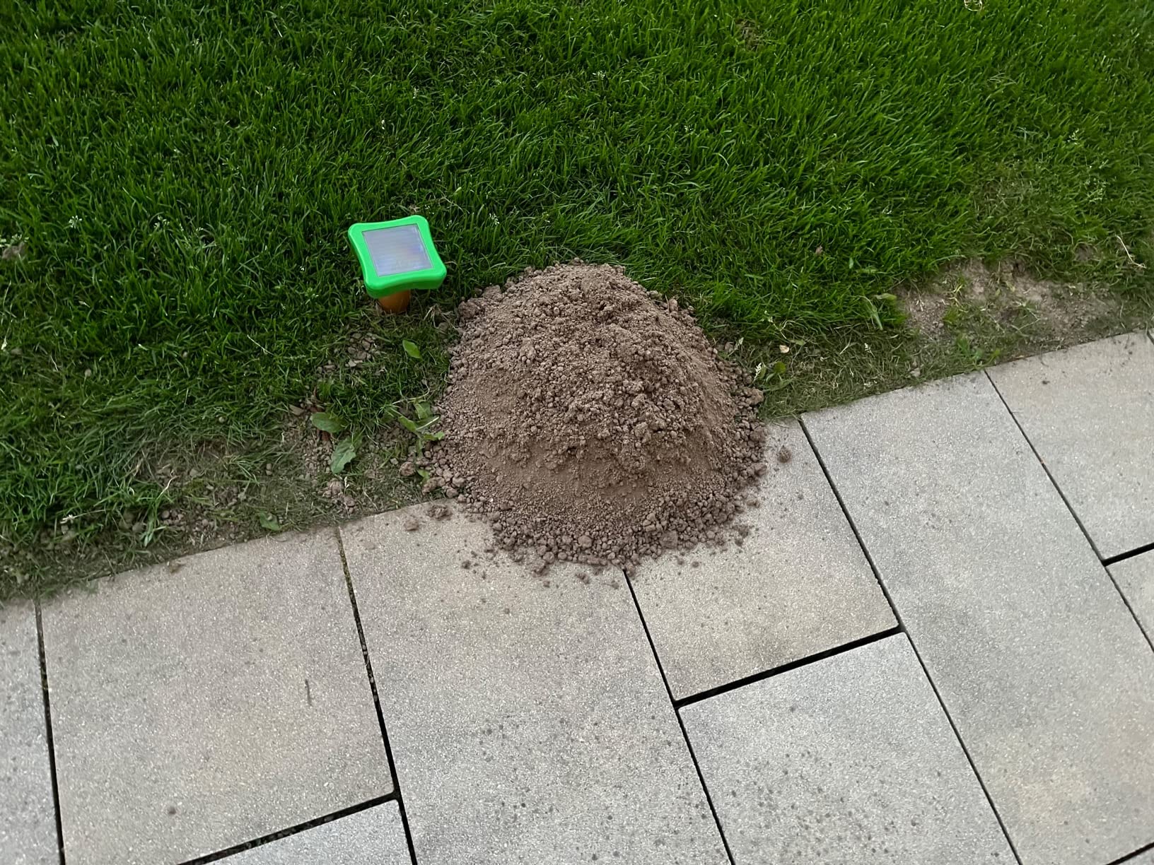 Unauffällig im Beet