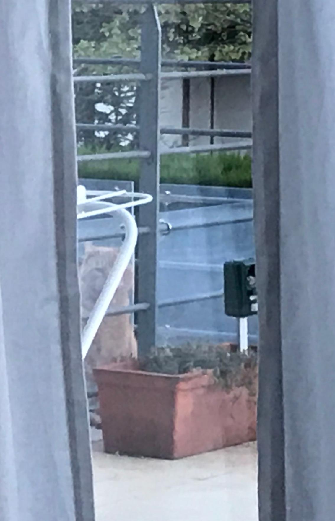 Katzen bleiben weg