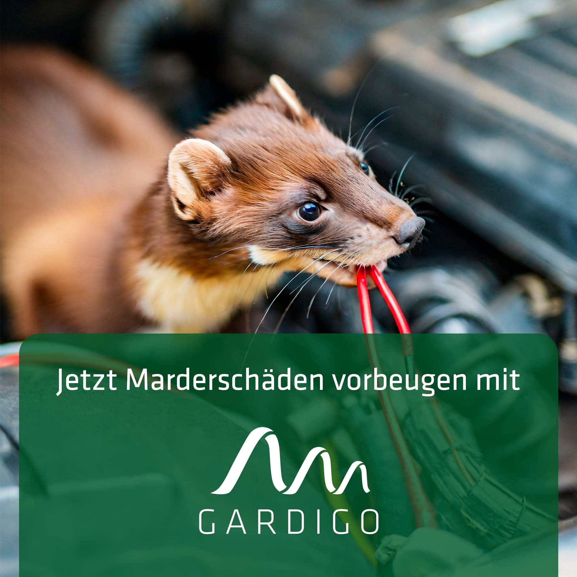 gardigo-marder-frei-marderschreck-granulat-300-g-eukalyptus image 2
