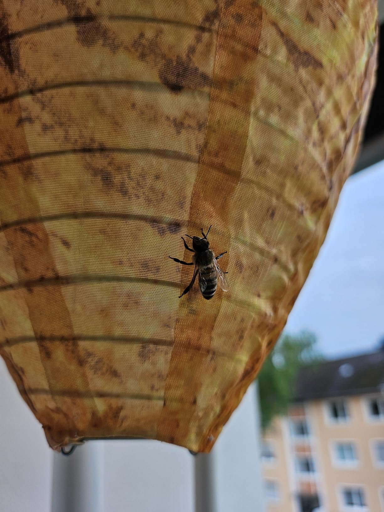 Bienen bleiben da