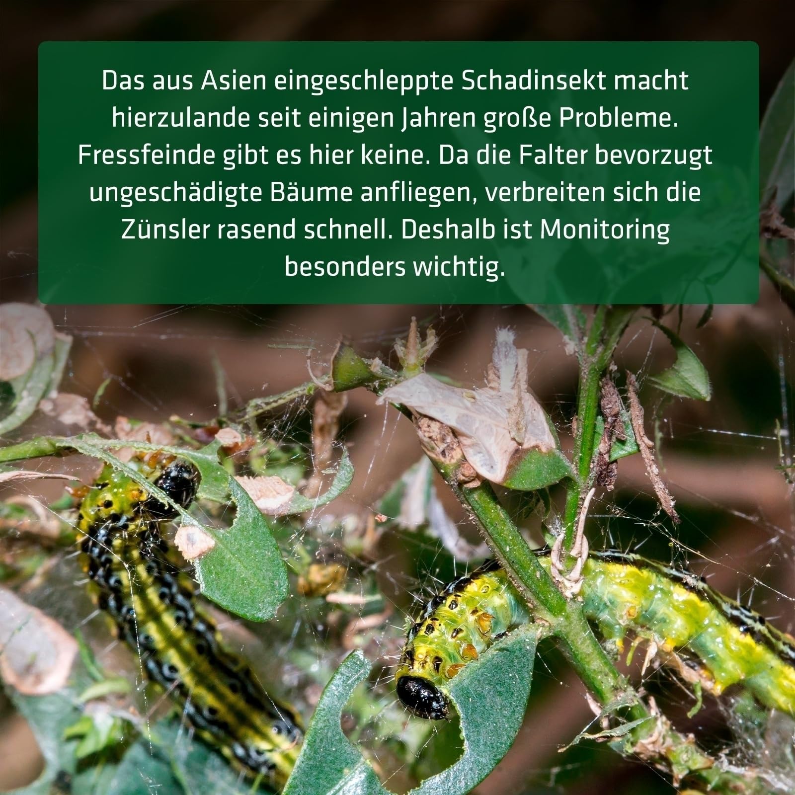 gardigo-klatschigo-buchsbaumz-nsler-falle-180m-pheromon image 7