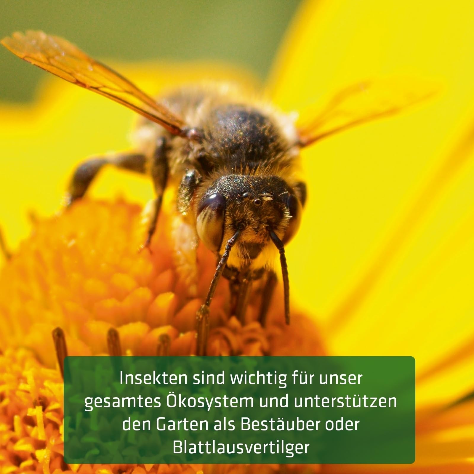gardigo-gardosi-insektenhotel-bausatz-diy-aus-fichtenholz image 7