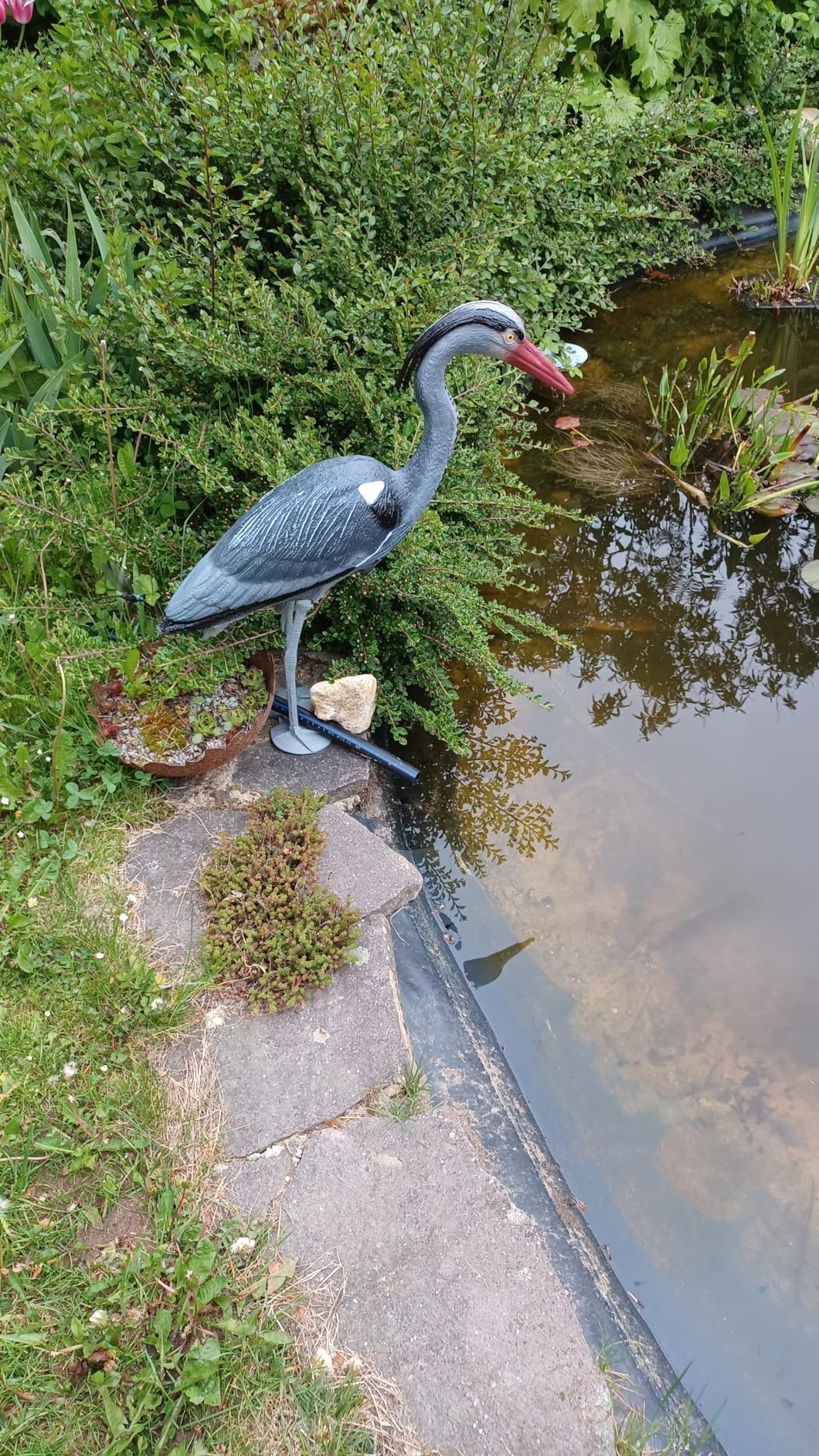Fische bleiben