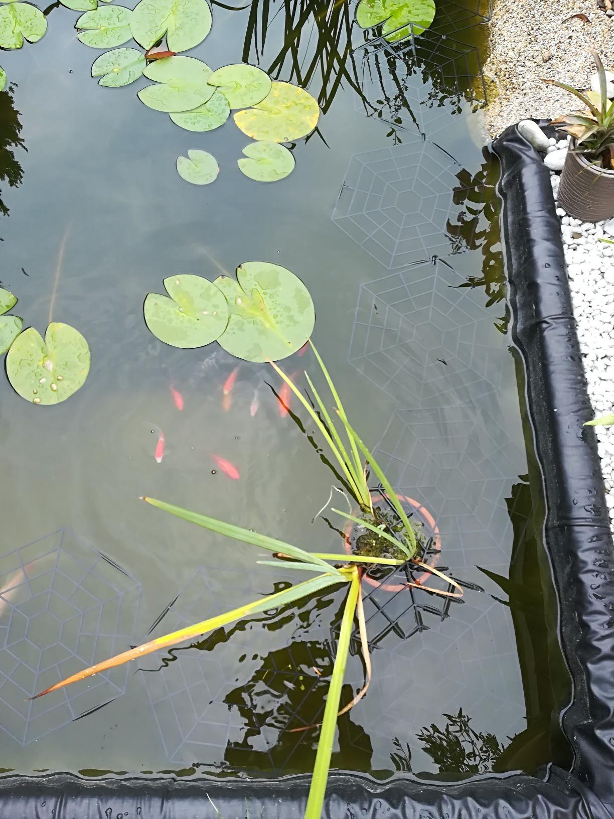 Fische entspannt
