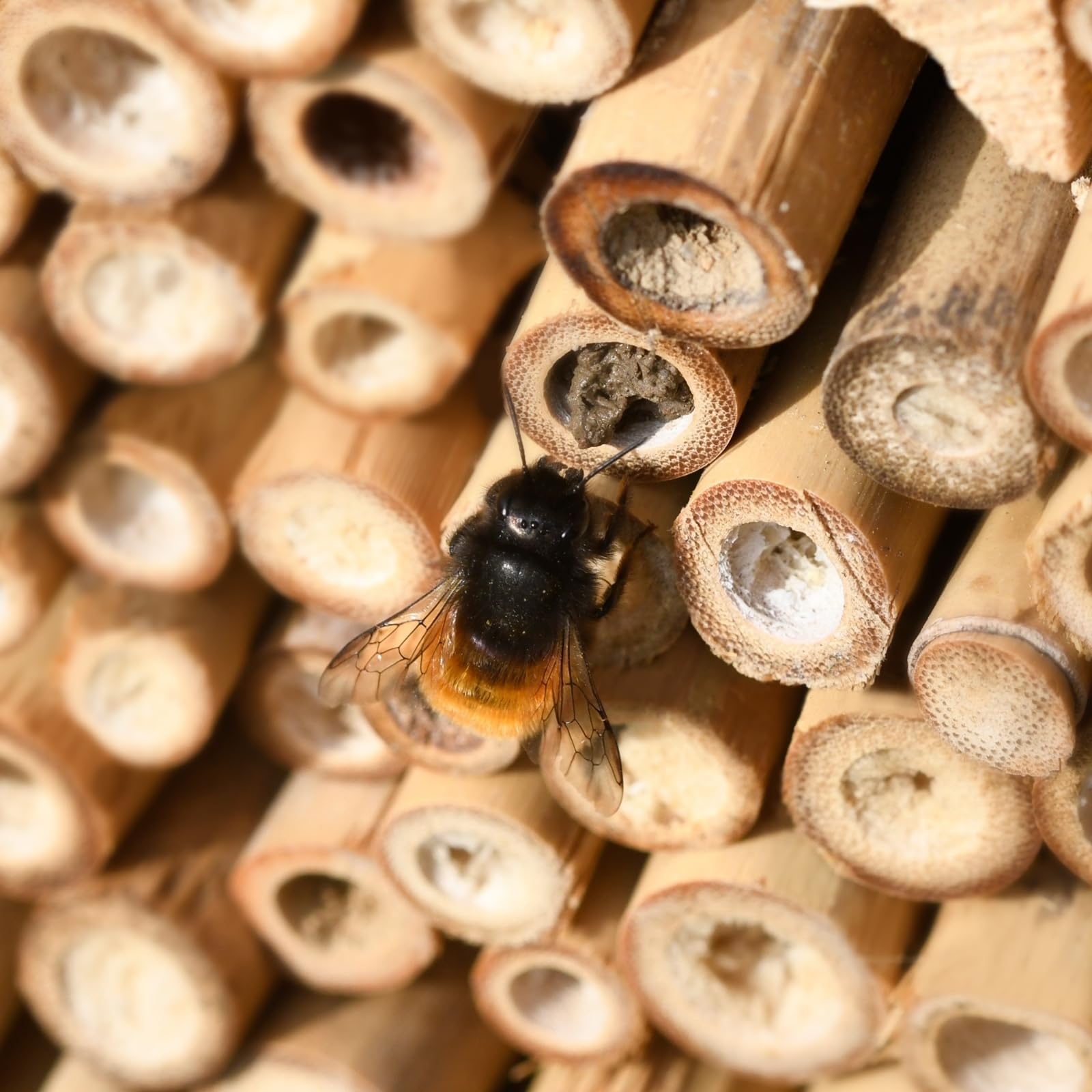 gardigo-gardosi-insektenhotel-bausatz-diy-aus-fichtenholz image 6